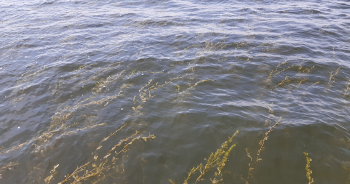 Waterplanten